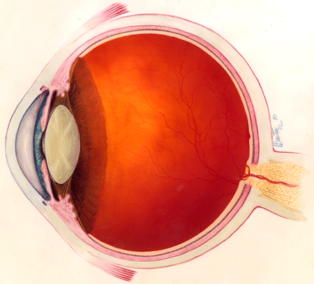 Diagram of the eye