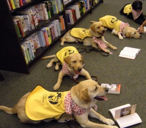 dog guides in training